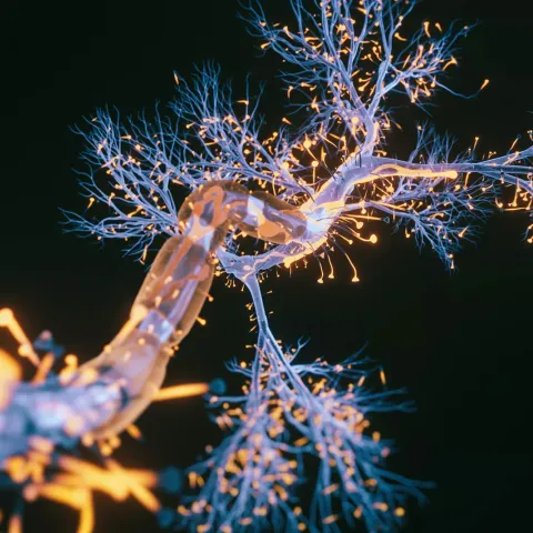 Neure signals in the brain.
