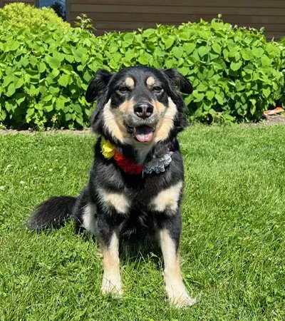 Kennedy- West Campus Therapy Dog