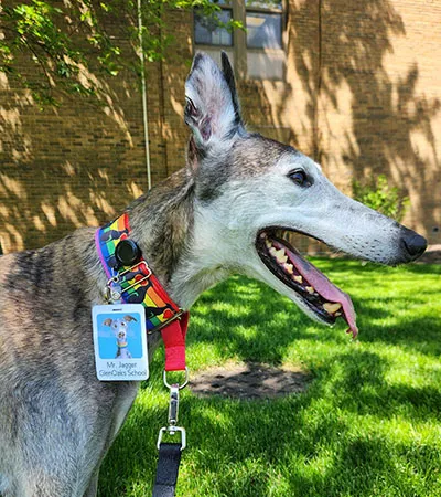 Mr. Jagger - Pheasant Ridge Campus Therapy Dog