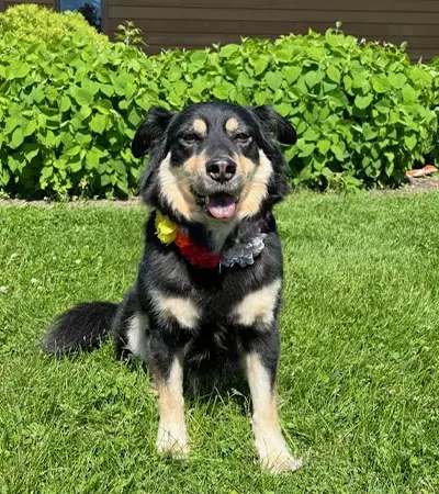 Kennedy- West Campus Therapy Dog
